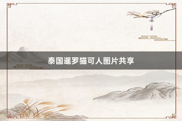 泰国暹罗猫可人图片共享
